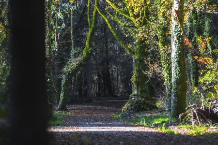 Camino Portugués con Perro